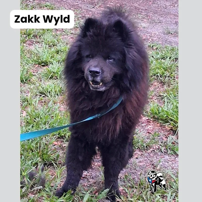 An adult medium-sized male Chow Chow dog named Zakk Wylde for adoption in Houston, TX