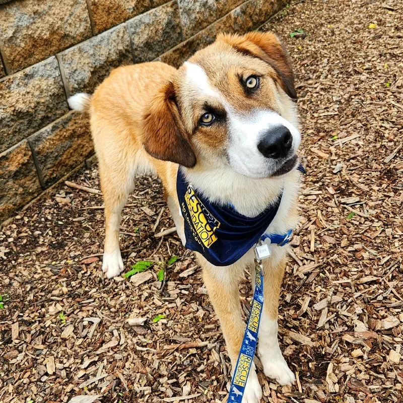 A young medium-sized male Yellow / Tan / Blond / Fawn Collie dog named Rex for adoption in Falls Church, VA