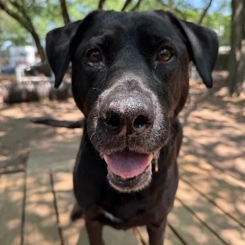 A senior large-sized female Mixed Breed dog named Matty for adoption in Charleston, SC