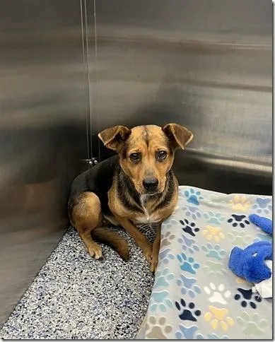 A young medium-sized female German Shepherd Dog dog named Darla Funny little Mix for adoption in Charlottesville, VA