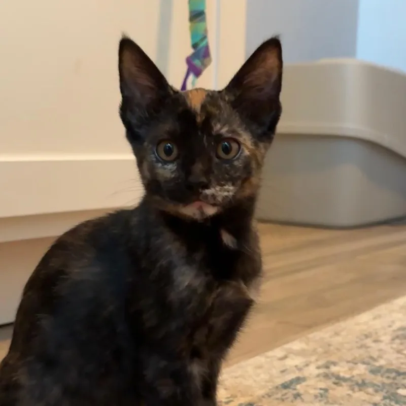 A baby small-sized female Black Domestic Short Hair cat named Jessie for adoption in Santa Fe, TX