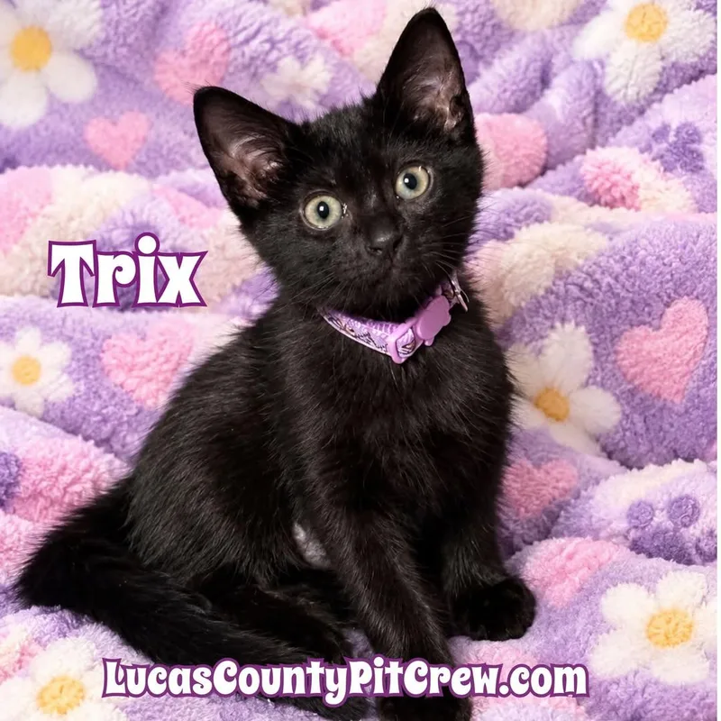 A baby medium-sized female Black Domestic Short Hair cat named Trix for adoption in Toledo, OH