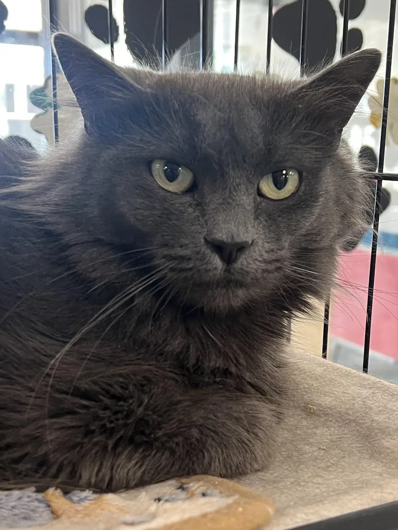 A young medium-sized female Gray / Blue / Silver Domestic Long Hair cat named Runner for adoption in Johnston, RI