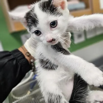 A young medium-sized male Domestic Short Hair cat named Lawful Good for adoption in Kansas City, MO