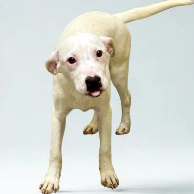 A young medium-sized male Terrier dog named Banana for adoption in Calverton, NY