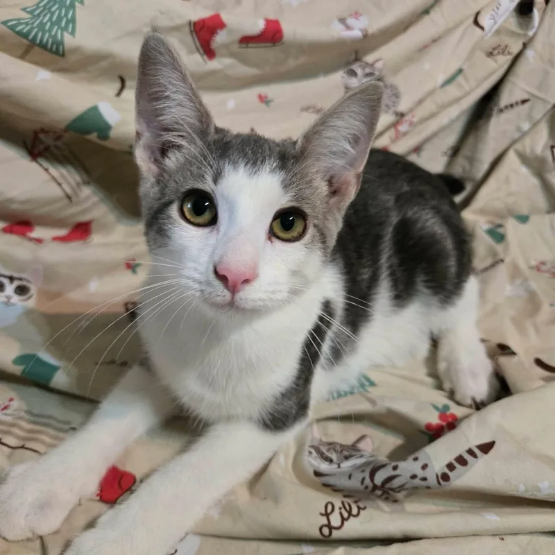 A baby medium-sized male Gray & White Domestic Short Hair cat named Bean for adoption in Sewell, NJ