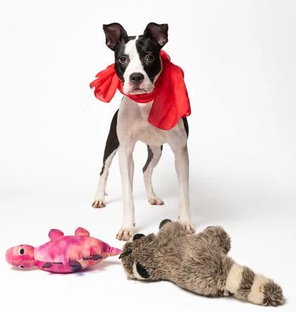 A young medium-sized female Mixed Breed dog named Lotus for adoption in Atlanta, GA