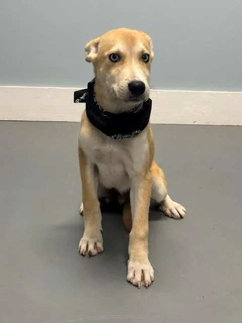 A baby medium-sized male Yellow / Tan / Blond / Fawn Shepherd dog named Jack O'Lantern for adoption in Hawk Point, MO