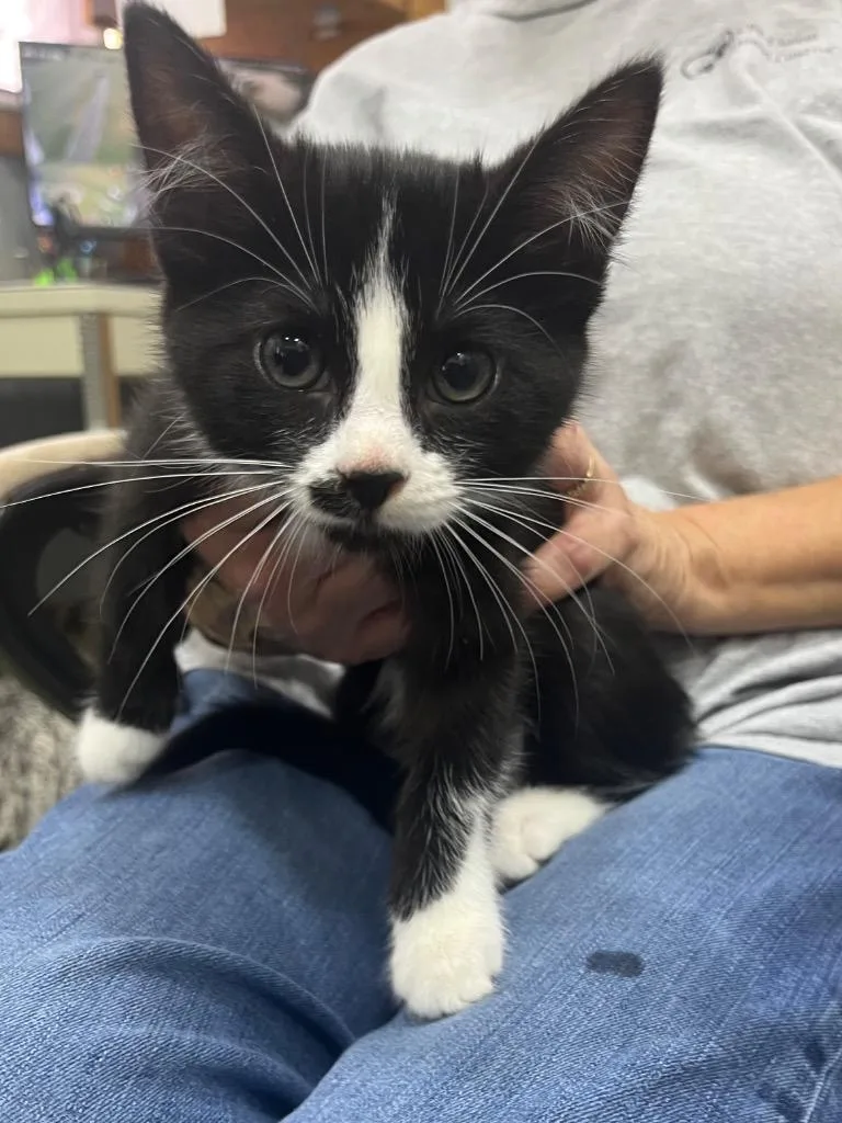 A baby small-sized female Domestic Medium Hair cat named Joey for adoption in Kell, IL