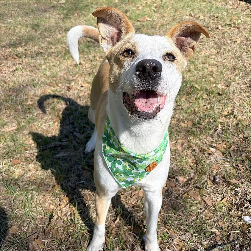 An adult medium-sized female Mixed Breed dog named Marley for adoption in Lufkin, TX