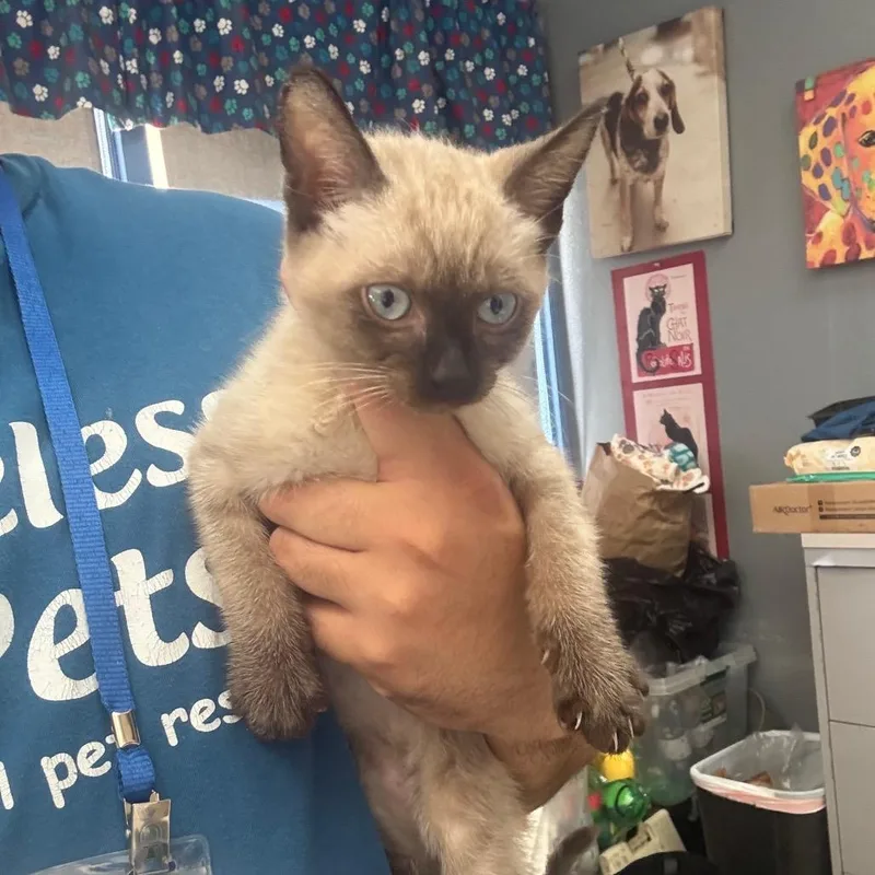 A baby small-sized male White Siamese cat named Jasper  Chino Hills for adoption in Chino Hills, CA