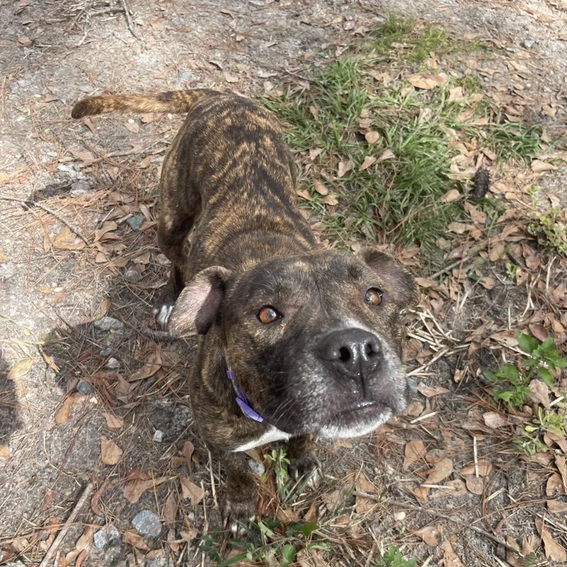 An adult medium-sized female Brindle Terrier dog named Brooklyn for adoption in Valdosta , GA