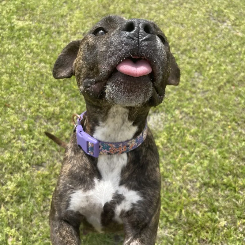 Brooklyn thumbnail 4