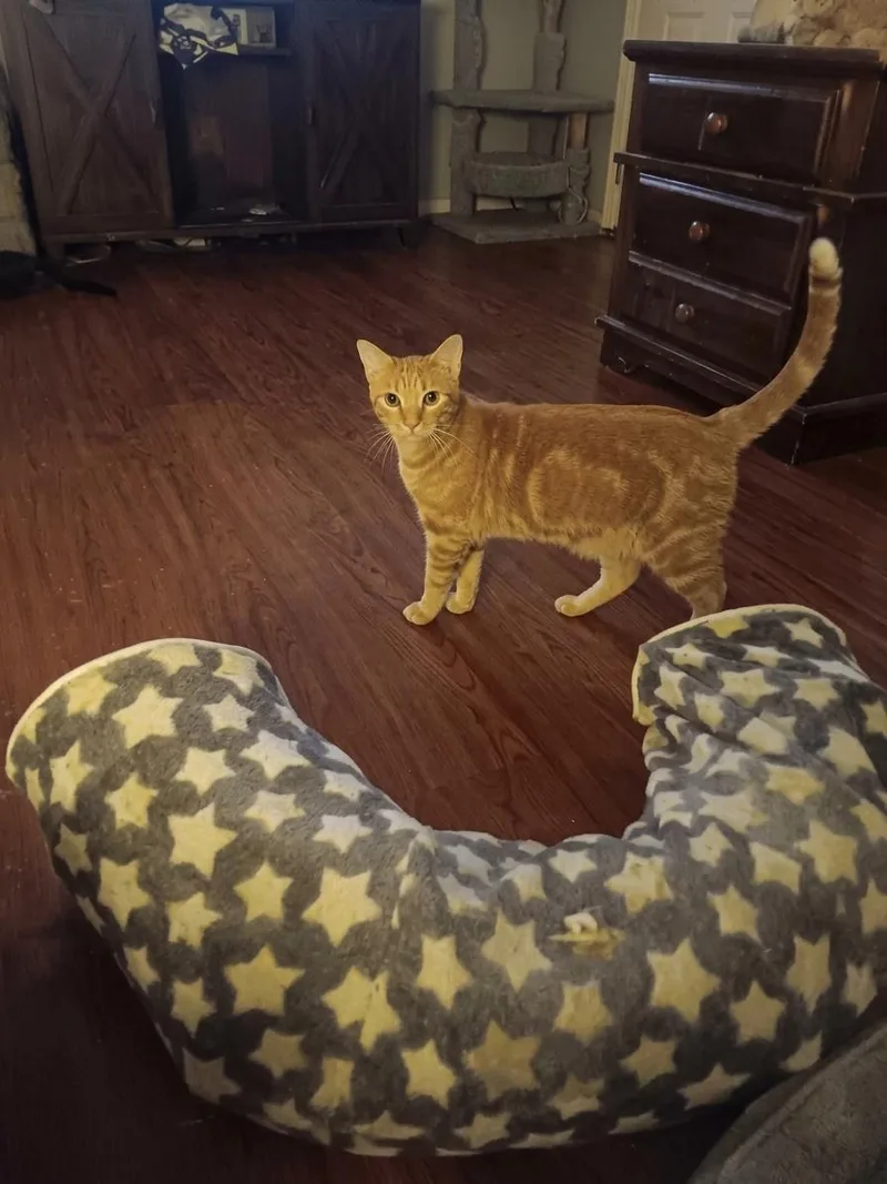 A young large-sized male Domestic Short Hair cat named Carat AKA Baby Carat for adoption in Antioch, CA