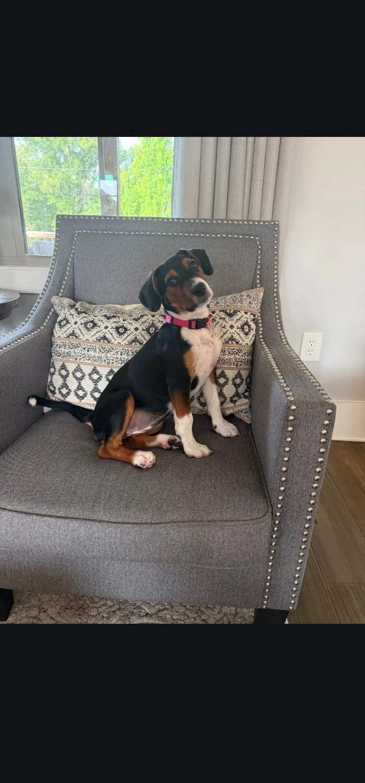 A young medium-sized female Beagle dog named Luna for adoption in Raymond, MS
