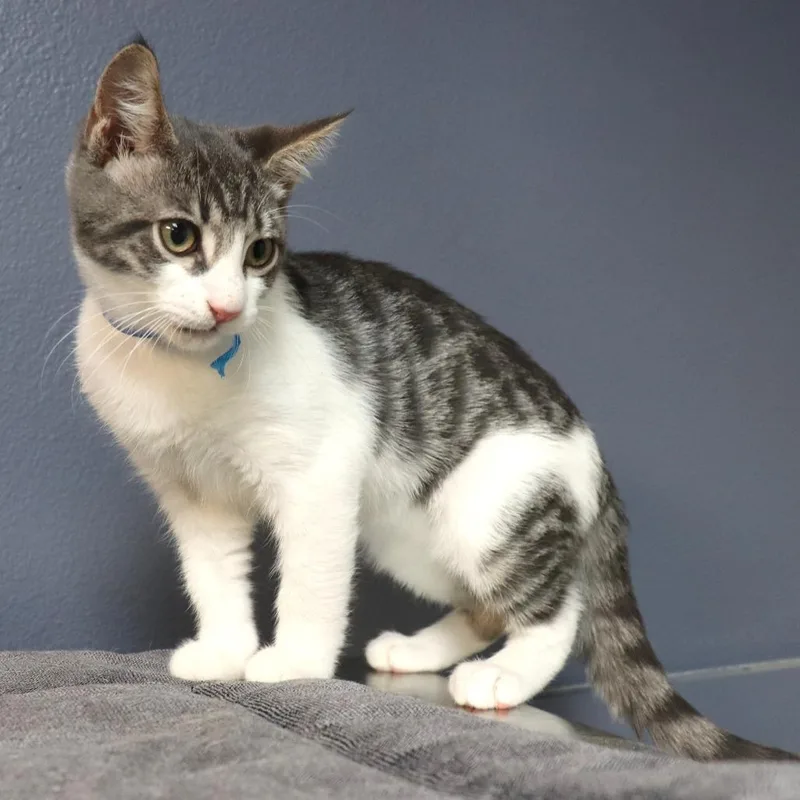 A baby small-sized male Gray / Blue / Silver Domestic Short Hair cat named Gandalf for adoption in Lakeland, FL