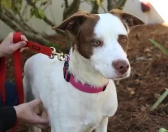An adult medium-sized female Siberian Husky dog named Brown Sugar for adoption in Madison, NJ