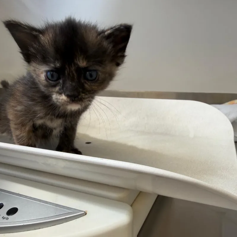A baby small-sized female Domestic Short Hair cat named Bonnie for adoption in Rifle, CO