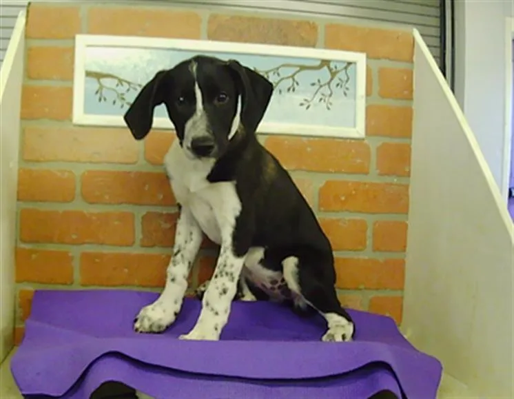 A baby small-sized female Bluetick Coonhound dog named A for adoption in Houston, TX