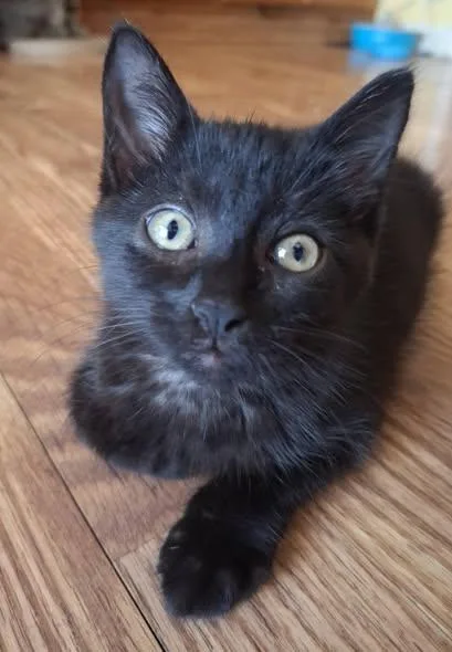 A baby medium-sized female Black Domestic Short Hair cat named Stawberry for adoption in Battle Creek, MI