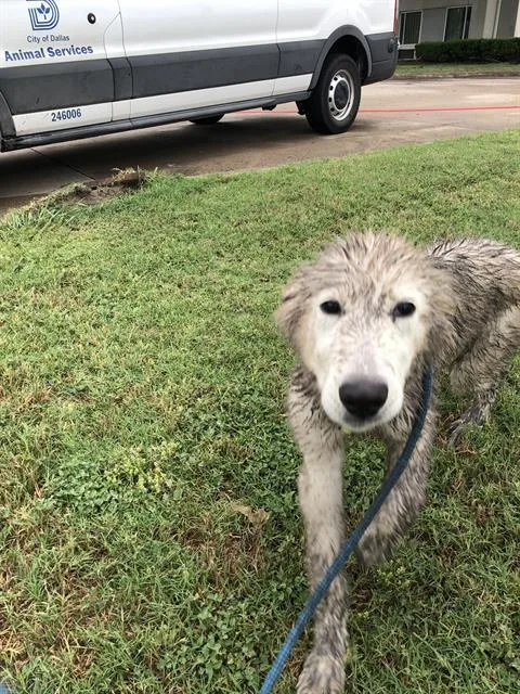 A young large-sized male Mixed Breed dog named Robbie for adoption in Dallas, TX