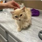An adult medium-sized female Domestic Medium Hair cat named Sassy for adoption in Kansas City, MO
