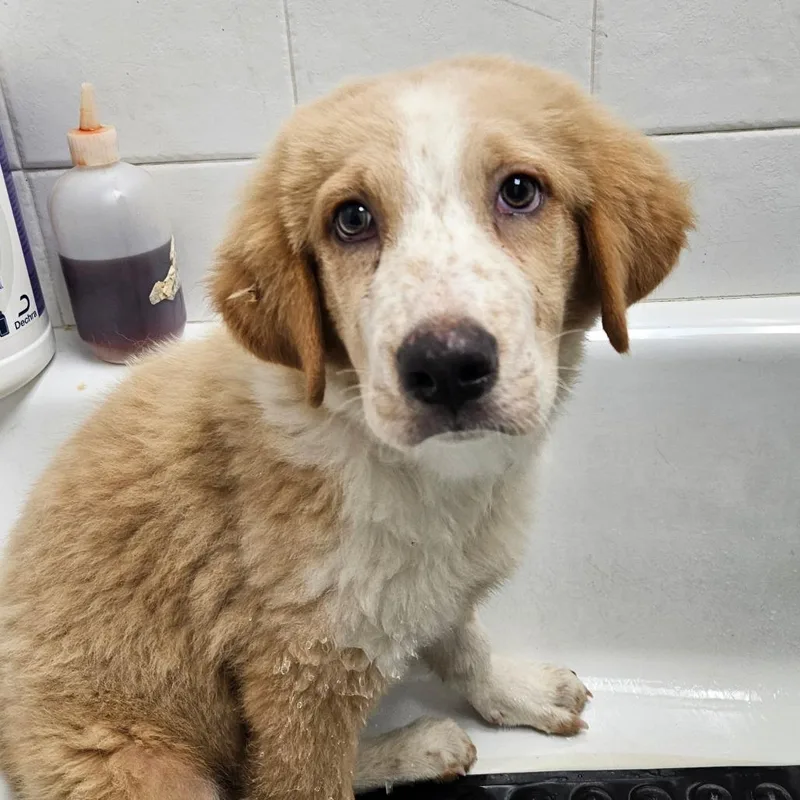 A baby medium-sized male Yellow / Tan / Blond / Fawn Mixed Breed dog named Apollo for adoption in New York, NY