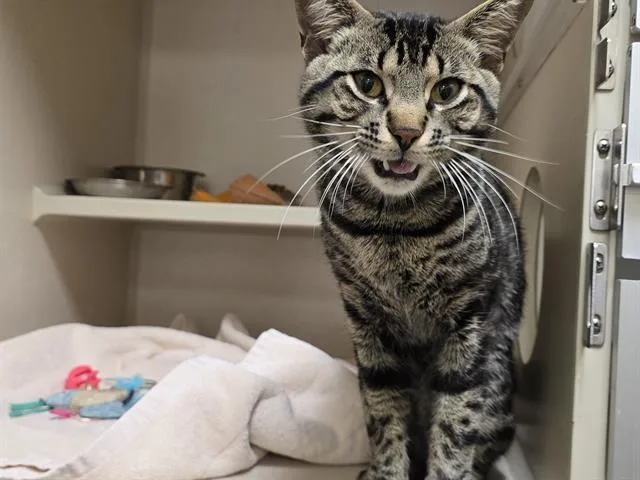 An adult small-sized male Domestic Short Hair cat named Purrmageddon for adoption in Denver, CO