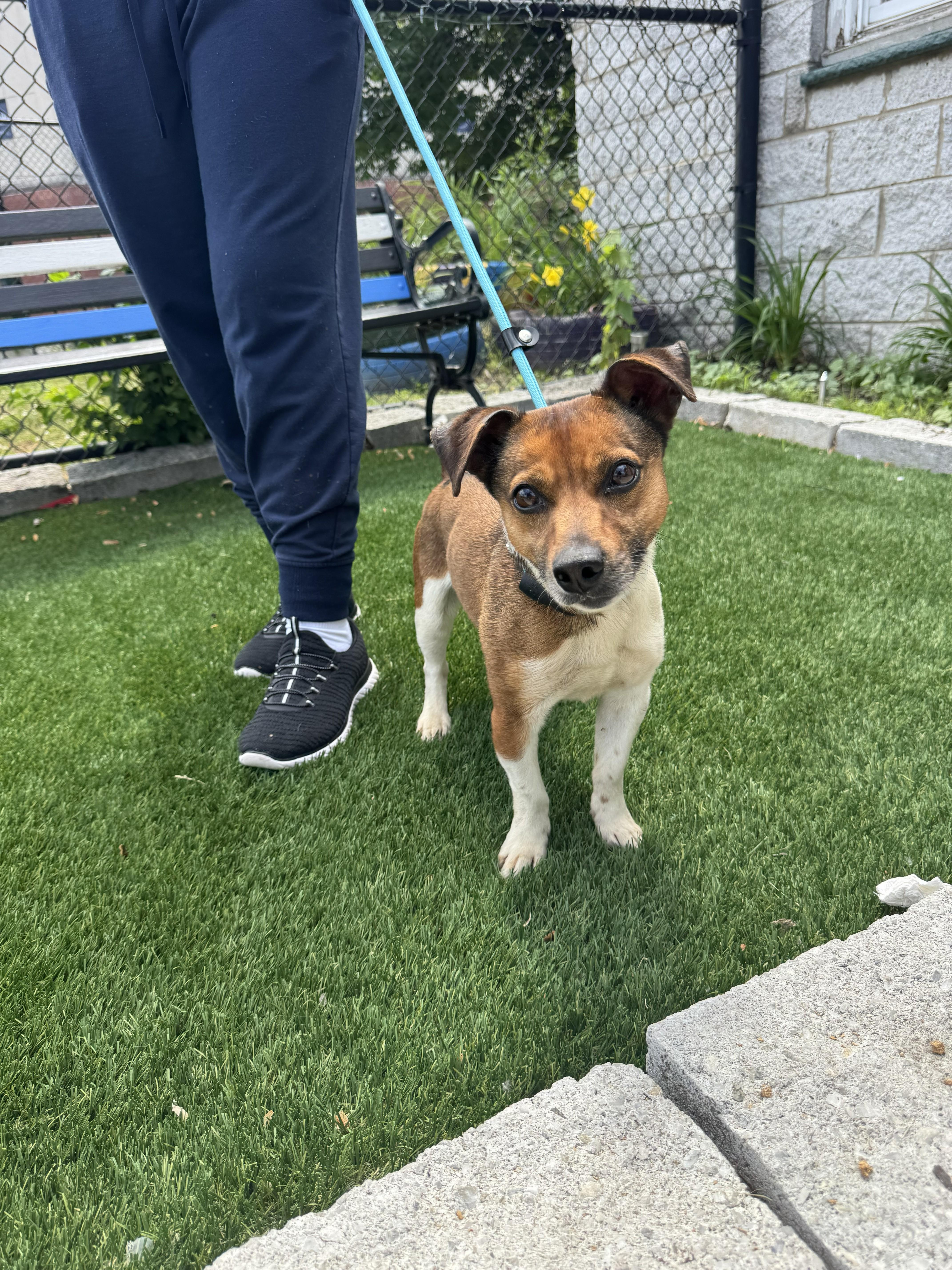A young small-sized male Red / Chestnut / Orange Jack Russell Terrier dog named Russell for adoption in Perth Amboy, NJ