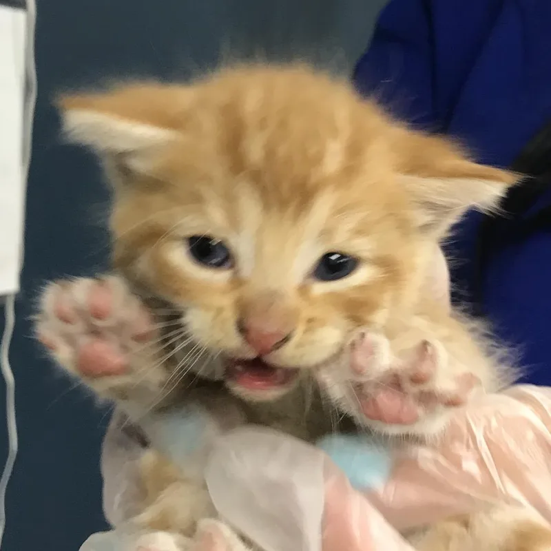 A baby small-sized male Orange / Red Domestic Short Hair cat named Scorpion for adoption in Newark, NJ