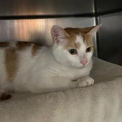 An adult medium-sized female Orange / Red Domestic Short Hair cat named Junipurr for adoption in Springfield, MA