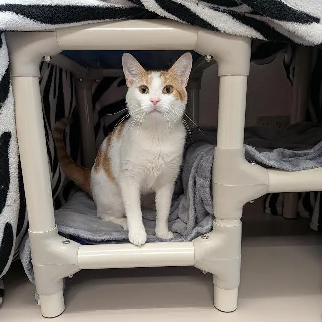 Junipurr thumbnail 3