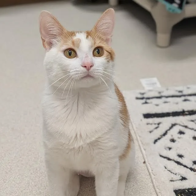 Junipurr thumbnail 4