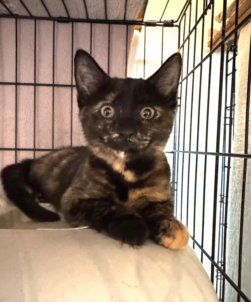 A baby small-sized female Tortoiseshell Domestic Short Hair cat named Nala for adoption in New York, NY