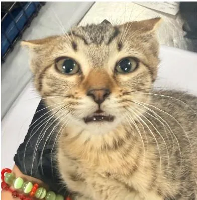 A baby small-sized male Domestic Short Hair cat named Ted for adoption in Albuquerque, NM