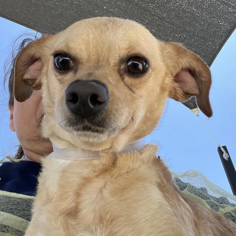 An adult small-sized female Yellow / Tan / Blond / Fawn Chihuahua dog named Jellybean for adoption in Long Beach, CA