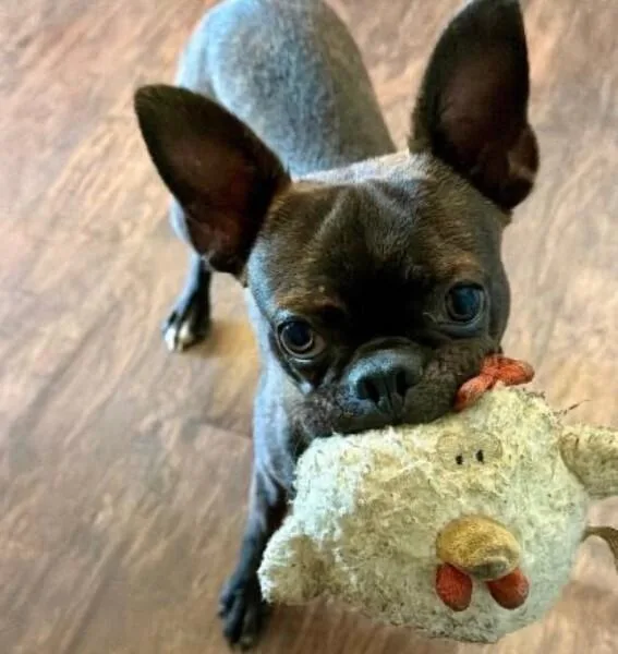 A baby small-sized male Boston Terrier dog named Phoenix HuntemanChattanooga TN for adoption in Maryville, TN