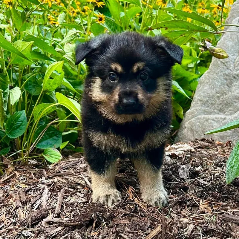 A baby medium-sized female Bicolor German Shepherd Dog dog named Beloved Bella for adoption in Reston, VA
