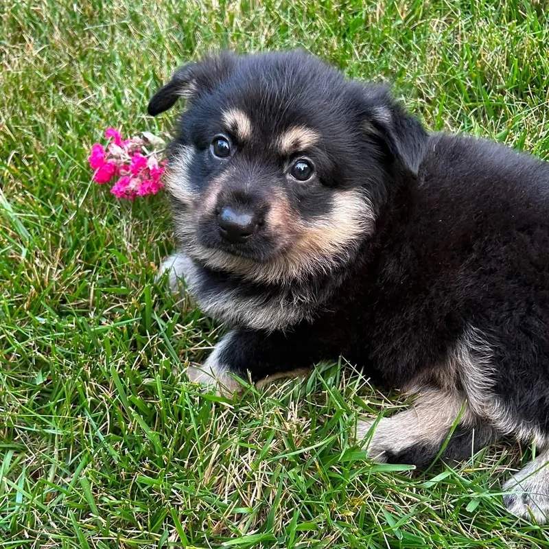 Beloved Bella thumbnail 3