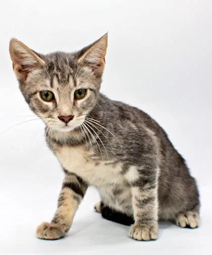 A baby small-sized female Domestic Short Hair cat named Raven for adoption in Morton Grove, IL
