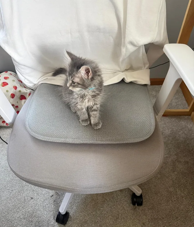 A baby medium-sized male Tabby (Gray / Blue / Silver) Domestic Medium Hair cat named McRib for adoption in Mokena, IL