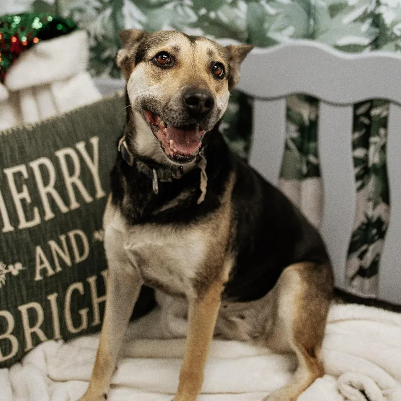 An adult medium-sized female Yellow / Tan / Blond / Fawn Mixed Breed dog named Barbara Gordon for adoption in Duncan, OK