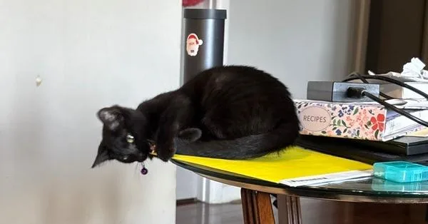 A baby small-sized female Black Domestic Short Hair cat named Ladybug for adoption in West Mifflin, PA