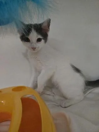 A baby small-sized male Domestic Short Hair cat named Grover for adoption in Savannah, GA
