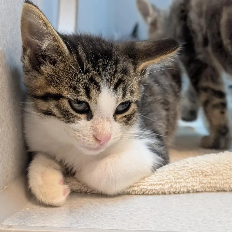 A baby small-sized male Domestic Short Hair cat named Pac Man for adoption in Pittsburgh, PA
