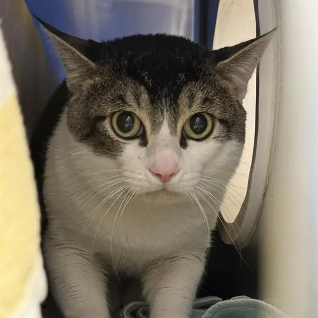 An adult medium-sized male Domestic Short Hair cat named Captain for adoption in Las Vegas, NV