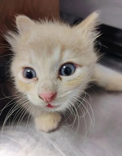 A baby small-sized male Cream / Ivory Domestic Medium Hair cat named 60932296 for adoption in El Paso, TX