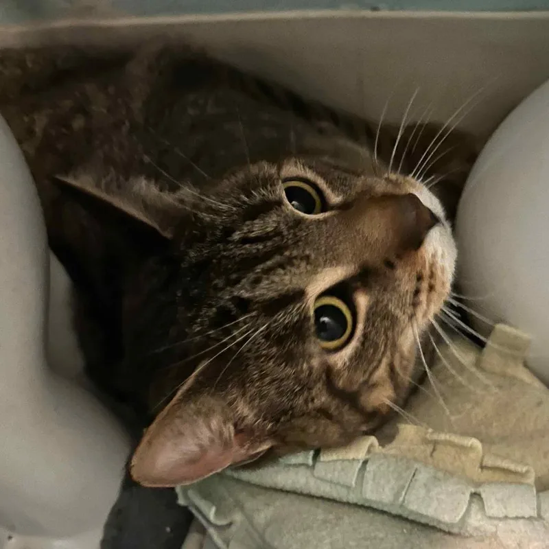 An adult medium-sized male Domestic Short Hair cat named Lenny for adoption in PITTSBURGH, PA