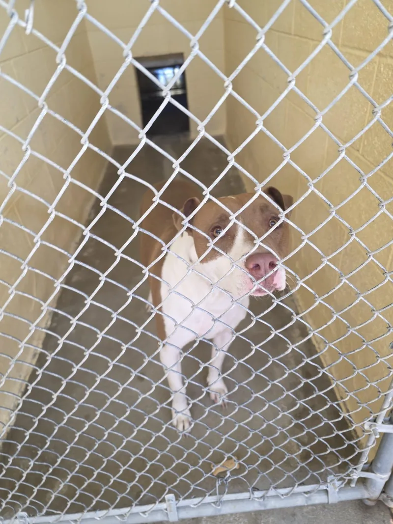 An adult large-sized male Pit Bull Terrier dog named 26-75 for adoption in Ridgecrest, CA