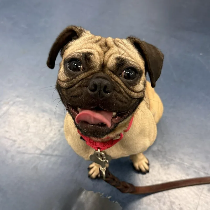 An adult small-sized female Apricot / Beige Pug dog named Mei Mei for adoption in Los Angeles, CA